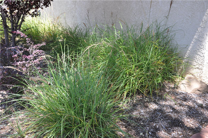 Plant photo of: Miscanthus sinensis 'Gracillimus'