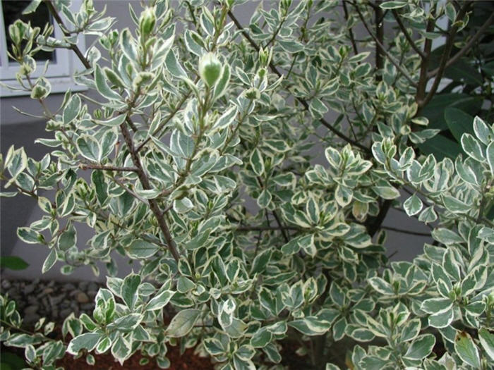 Plant photo of: Rhamnus alaternus variegata