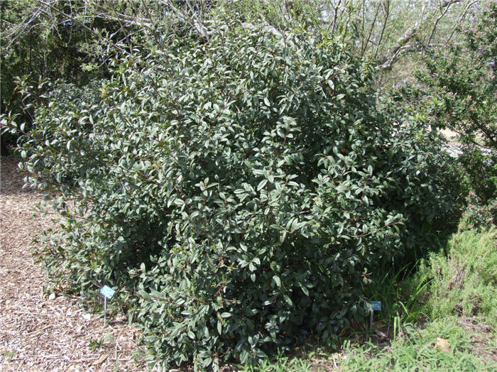 Plant photo of: Rhamnus californica