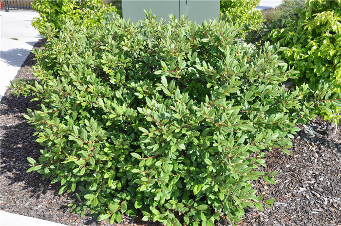 Plant photo of: Rhamnus californica