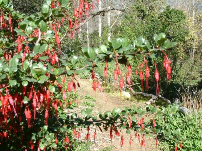 Plant photo of: Ribes speciosum