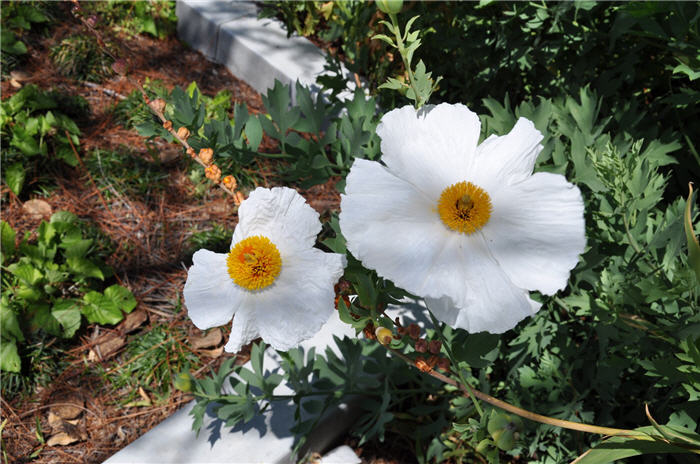 Plant photo of: Romneya coulteri