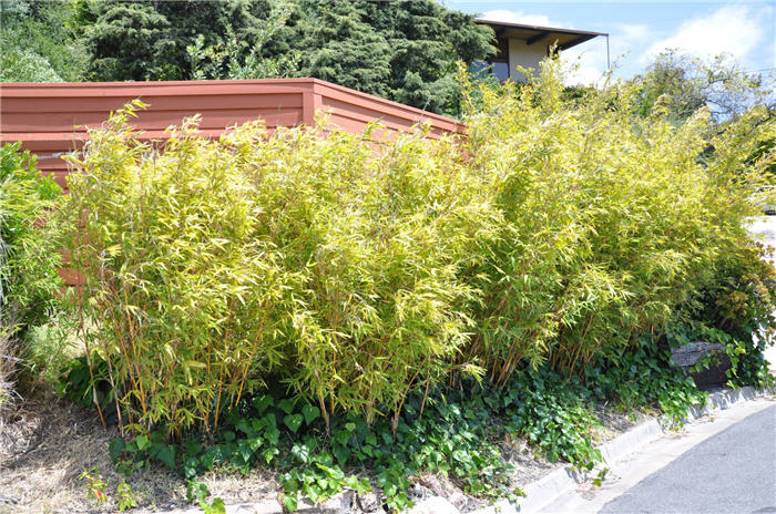 Plant photo of: Phyllostachys aurea