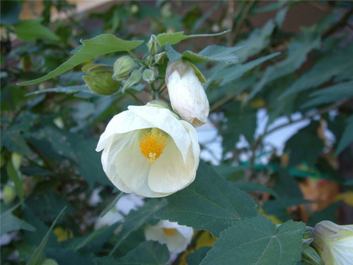 Plant photo of: Abutilon hybrids