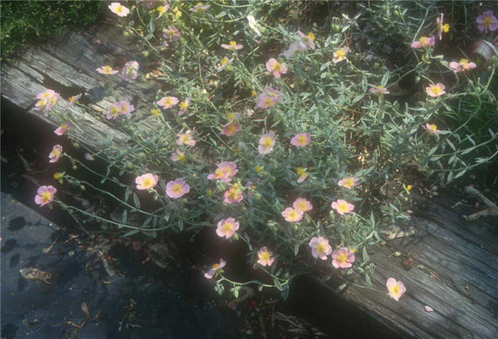 Plant photo of: Helianthemum nummularium 'Wisley Pink'