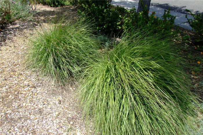 Plant photo of: Stipa gigantea