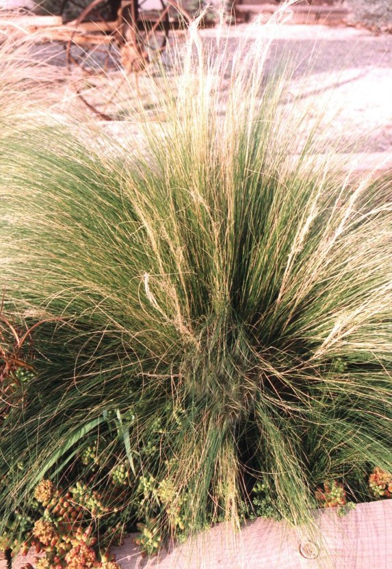 Plant photo of: Stipa gigantea