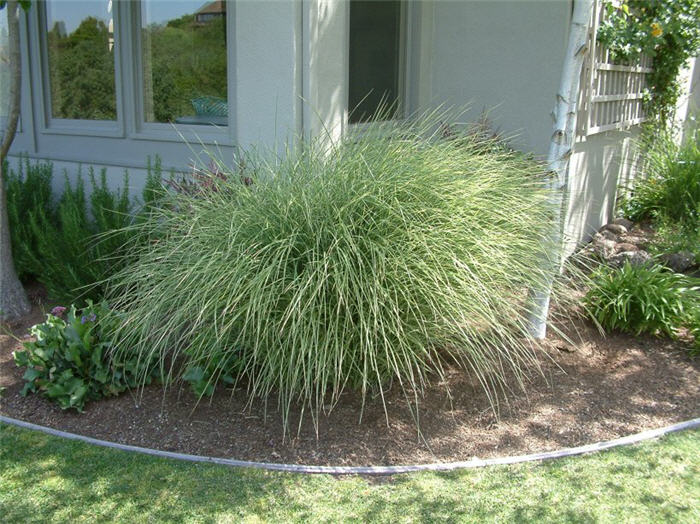 Plant photo of: Miscanthus sinensis 'Morning Light'