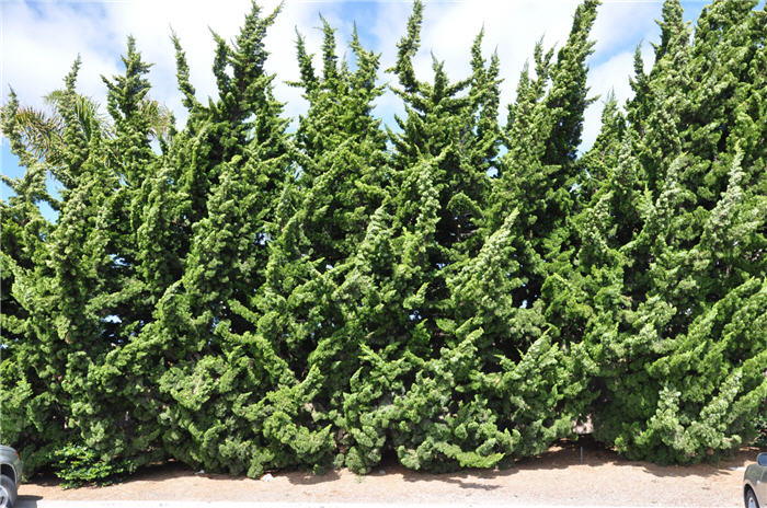 Plant photo of: Juniperus chinensis 'Kaizuka'