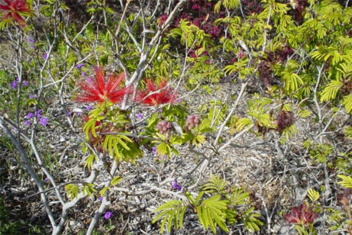 Plant photo of: Calliandra tweedii