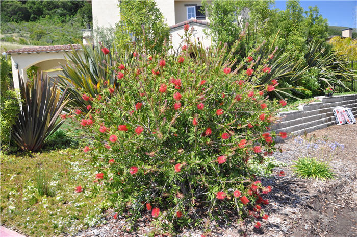 Plant photo of: Callistemon citrinus