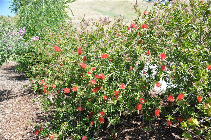 Plant photo of: Callistemon citrinus