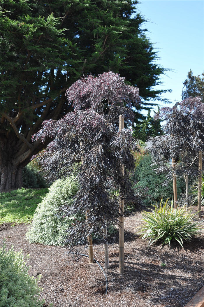 Plant photo of: Acacia baileyana 'Purpurea'