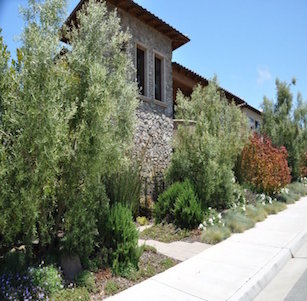 Shrub Borders