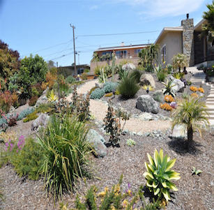 Succulent Hill Garden