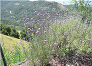 Verbena bonariensis