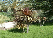 Cordyline australis 'Red Star'