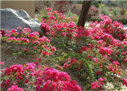 Bougainvillea 'La Jolla'