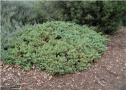 Juniperus procumbens