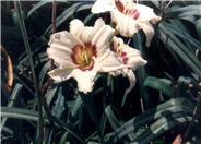 Hemerocallis 'Pandora's Box'