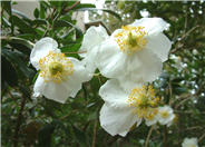 Carpenteria californica