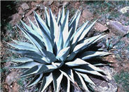 Agave parryi v. couesii