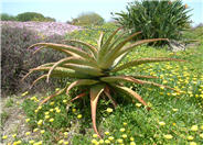 Aloe ferox