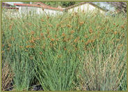 Juncus effusus pacificus 'Quartz Creek'