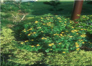 Lantana 'Yellow Bush'