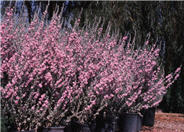 Leucophyllum frutescens 'Rain Cloud'