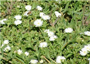 Delosperma 'Alba'