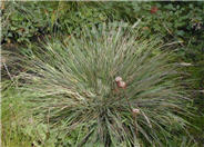 Calamagrostis foliosa