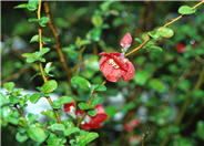 Chaenomeles japonica