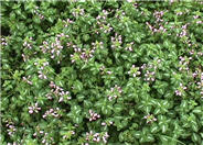 Lamium maculatum