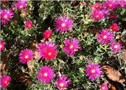 Lampranthus spectabilis