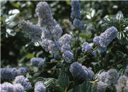 Ceanothus griseus horizontalis