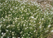 Lobularia maritima