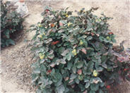 Berberis repens