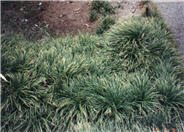 Ophiopogon japonicus