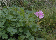 Sidalcea malviflora