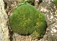 Sagina subulata