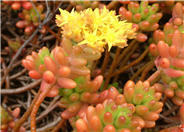 Sedum X rubrotinctum