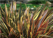 Phormium tenax 'Rainbow Warrior'