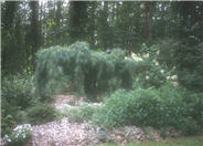 Pinus strobus 'Nana Pendula'