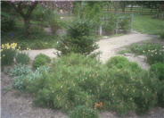 Pinus sylvestris 'Hillside Creeper'