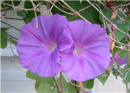 Ipomoea indica