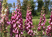 Digitalis purpurea