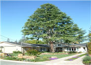 Cedrus atlantica