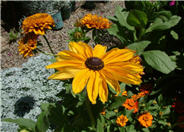 Rudbeckia hirta 'Indian Summer'