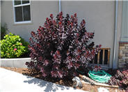 Cotinus coggygria 'Royal Purple'